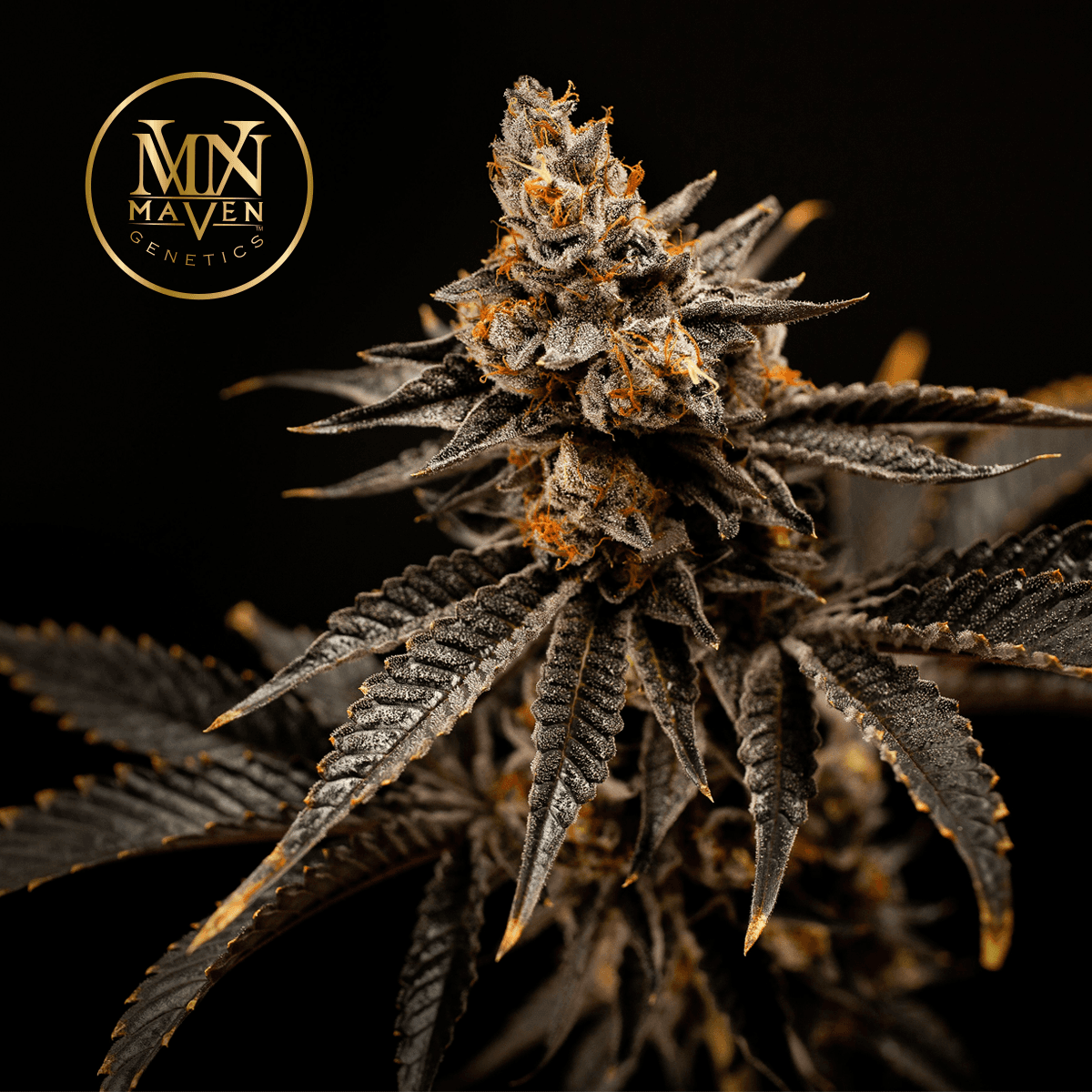Cherry Gas