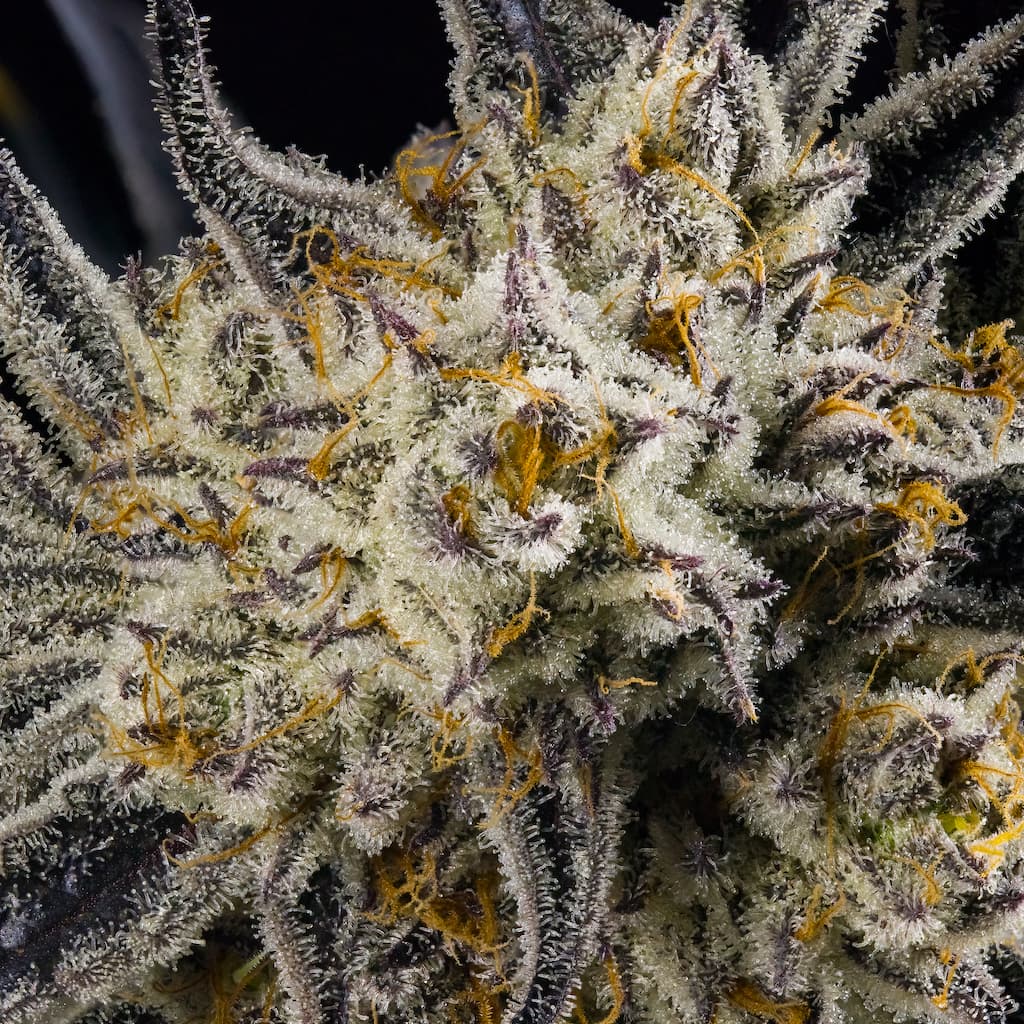 French Laundry [1g]